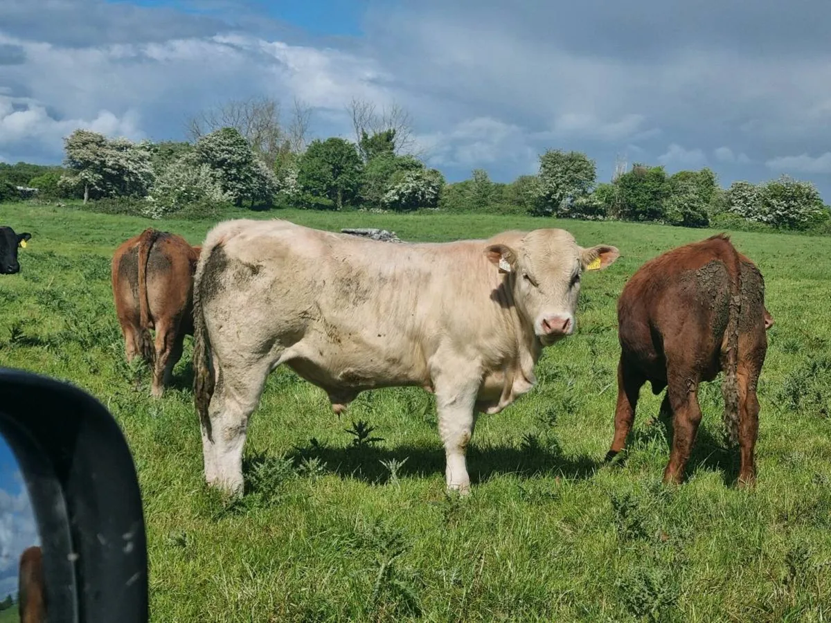 Charolais bulls - Image 2