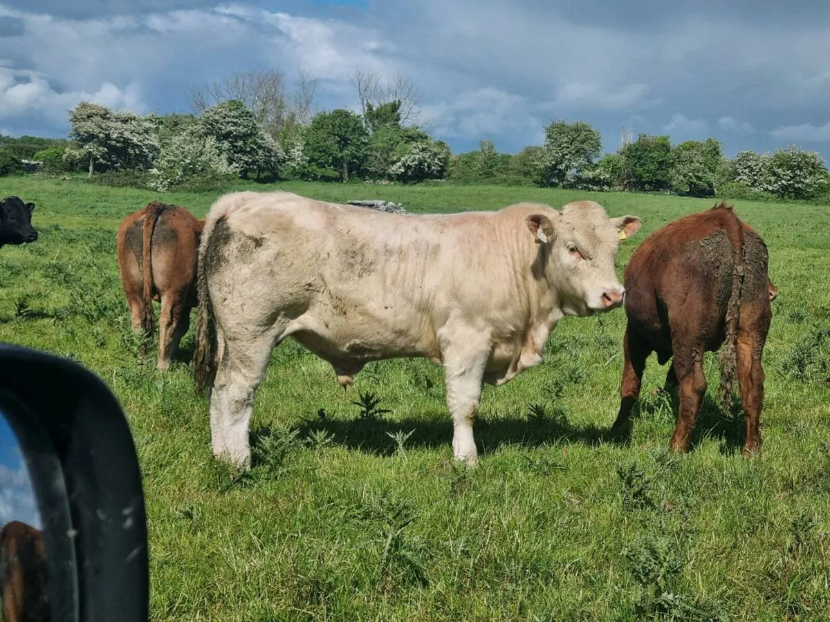 Charolais bulls - Image 3