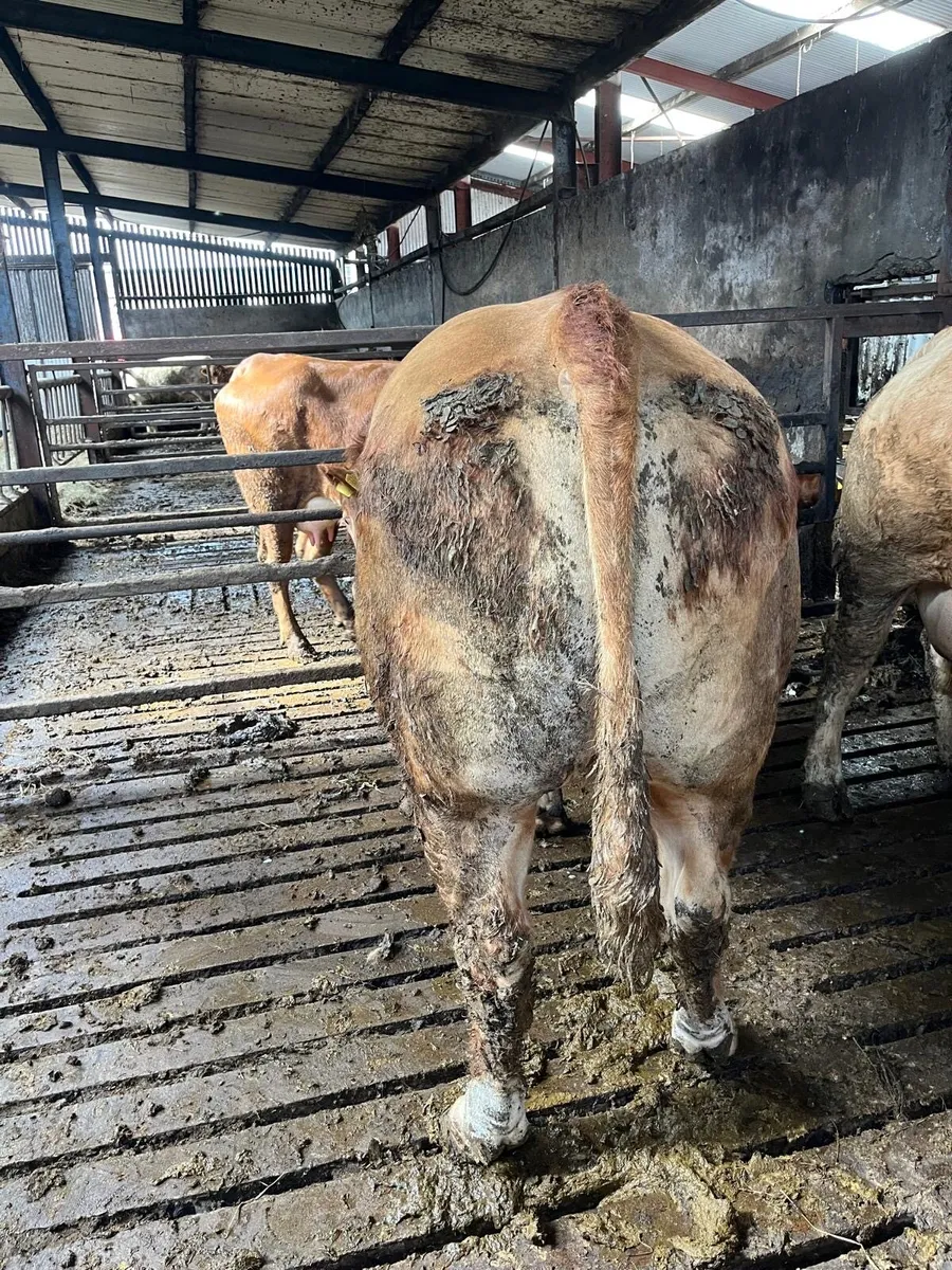 Limousin Bull - Image 4