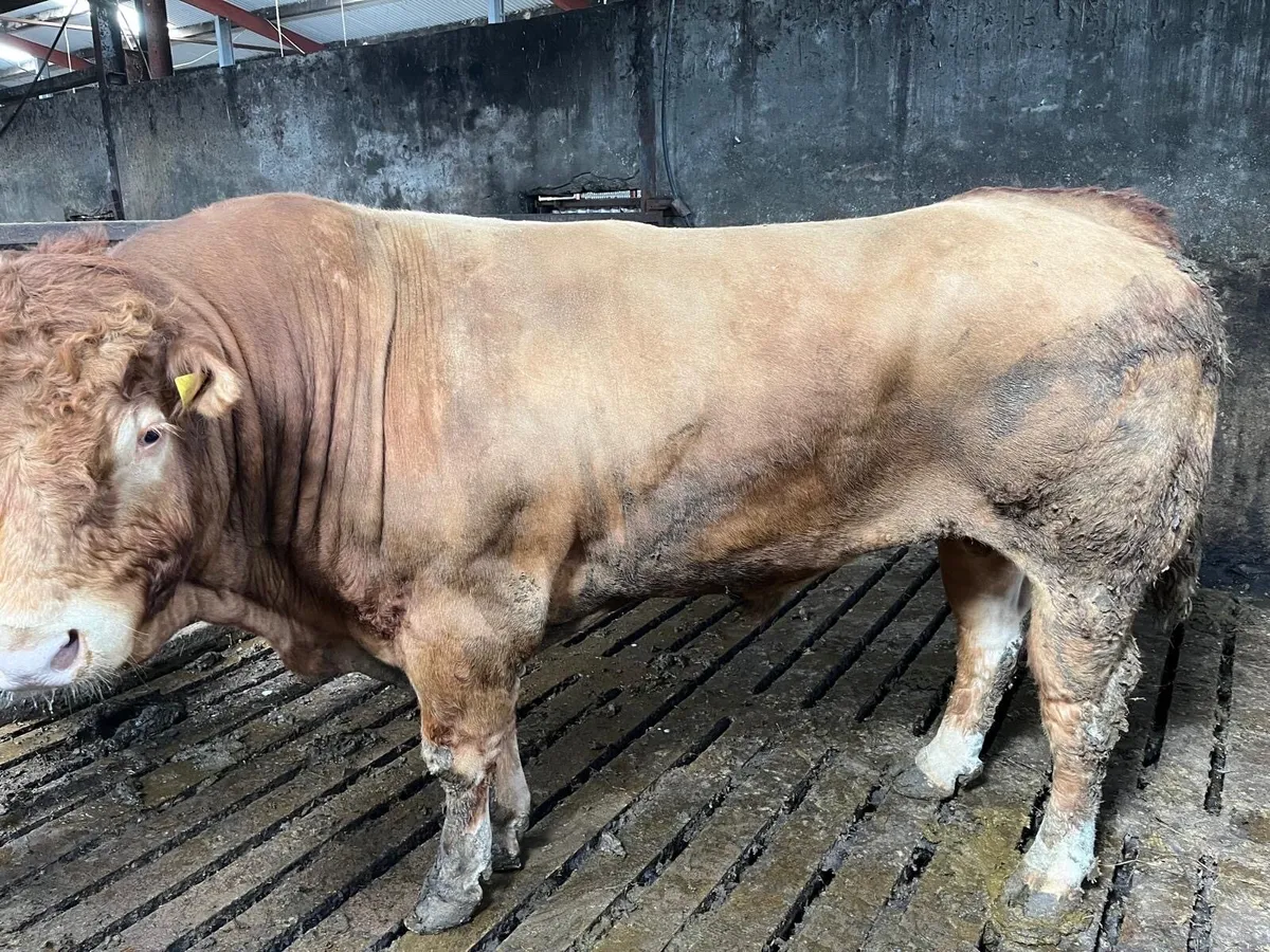 Limousin Bull - Image 2