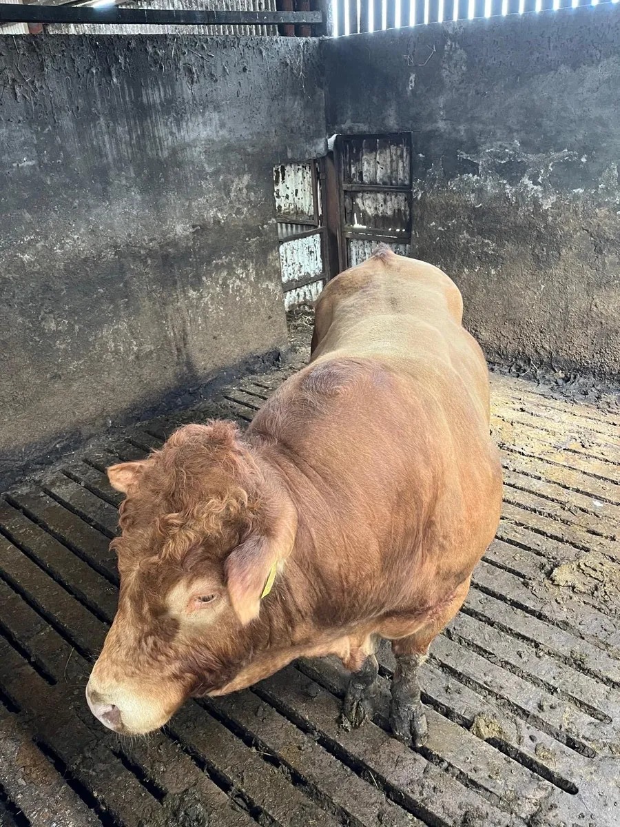 Limousin Bull - Image 3