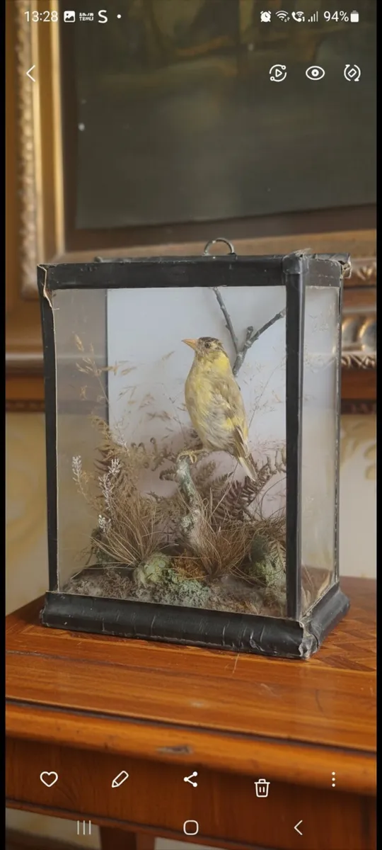 Taxidermy