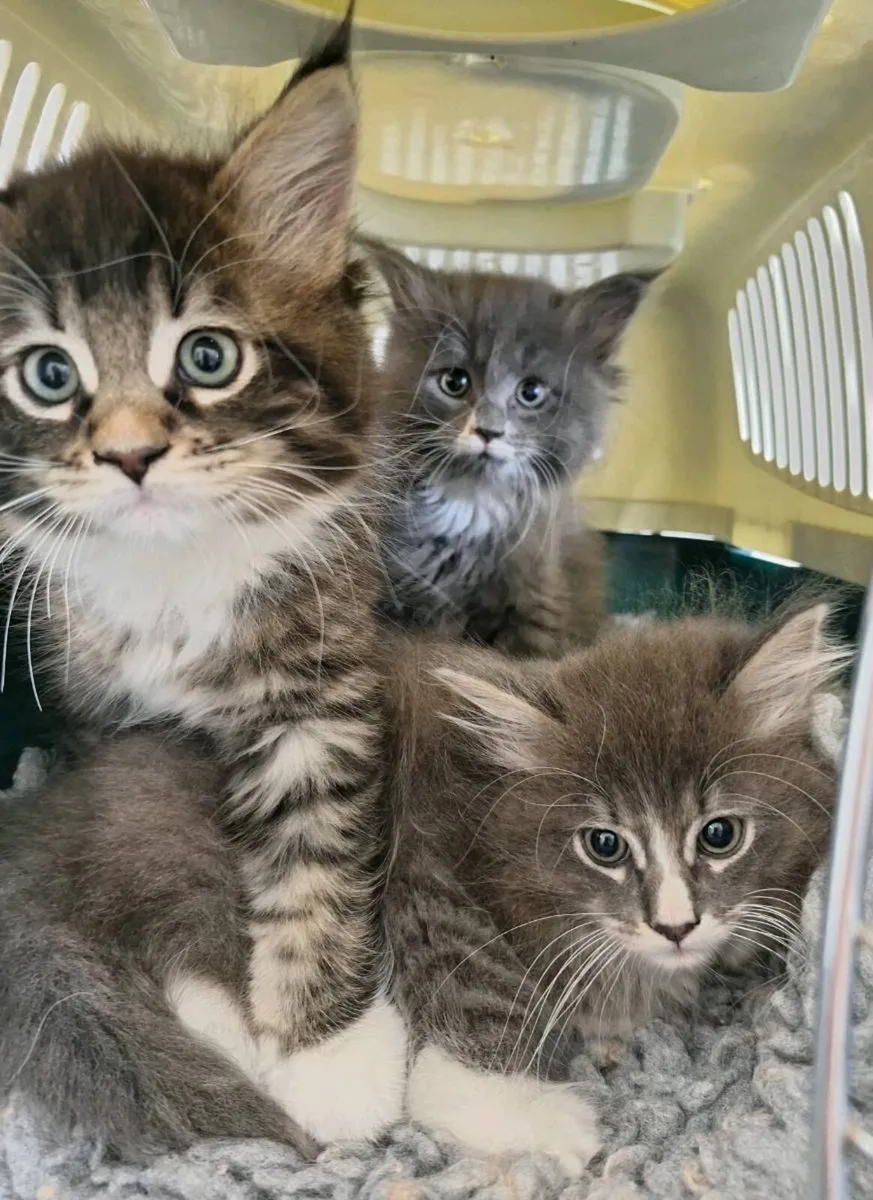 Radgoll &Maine Coon - Image 1