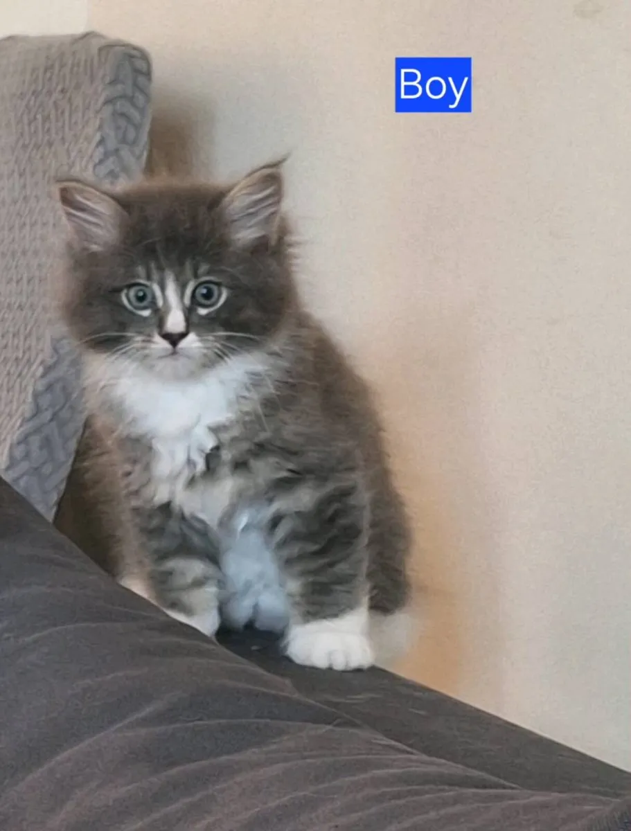 Radgoll &Maine Coon - Image 3