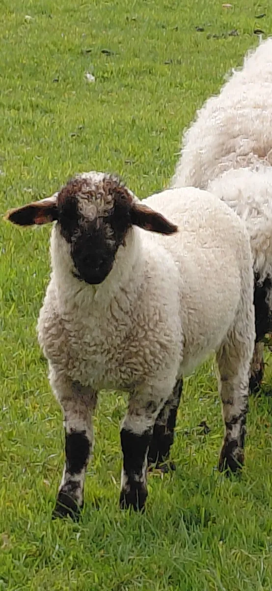 Valais blacknose x