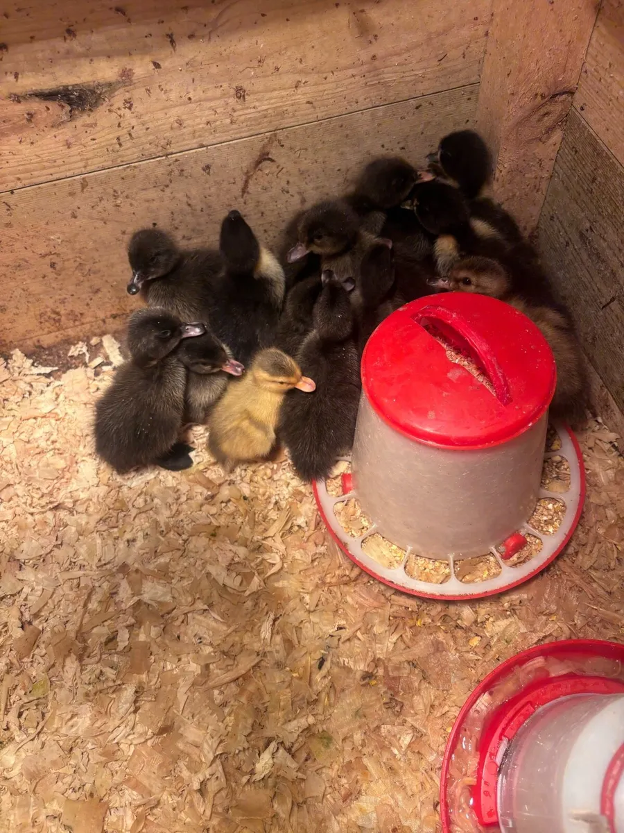 Ducklings for sale - Image 2