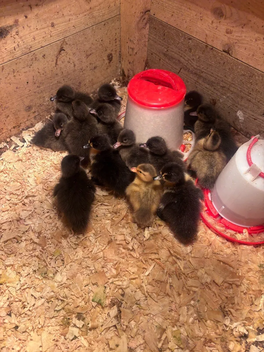Ducklings for sale - Image 3