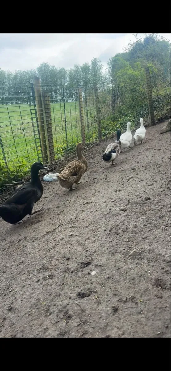 Ducklings for sale - Image 4