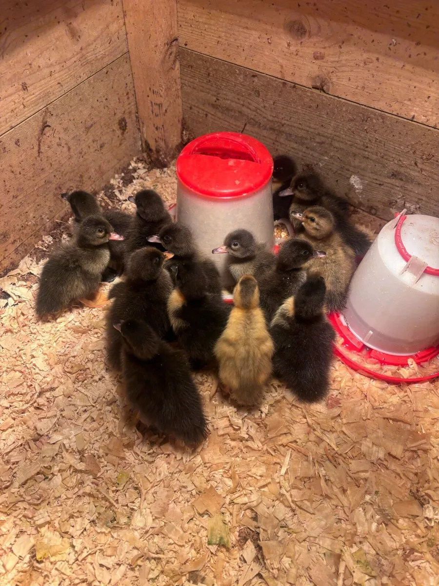 Ducklings for sale - Image 1