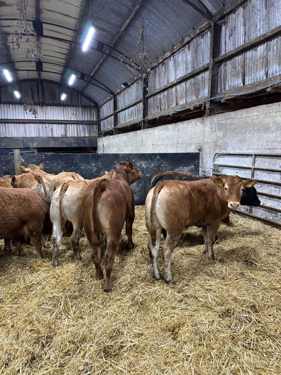U and E grade lim bullocks - Image 2
