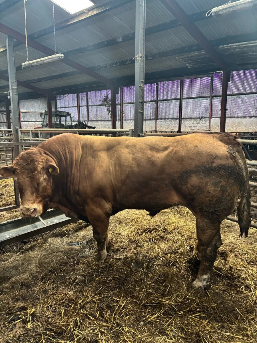 Limousin Bull - Image 1