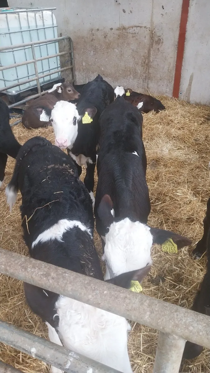 Calves - Image 1