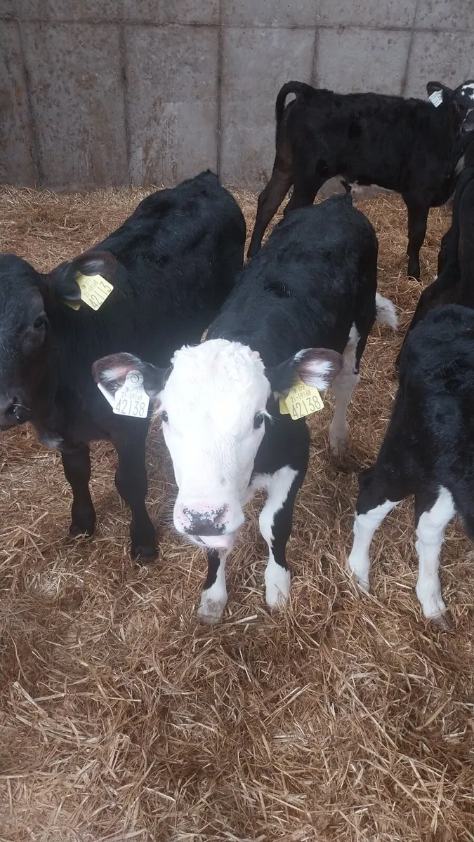 Calves - Image 2
