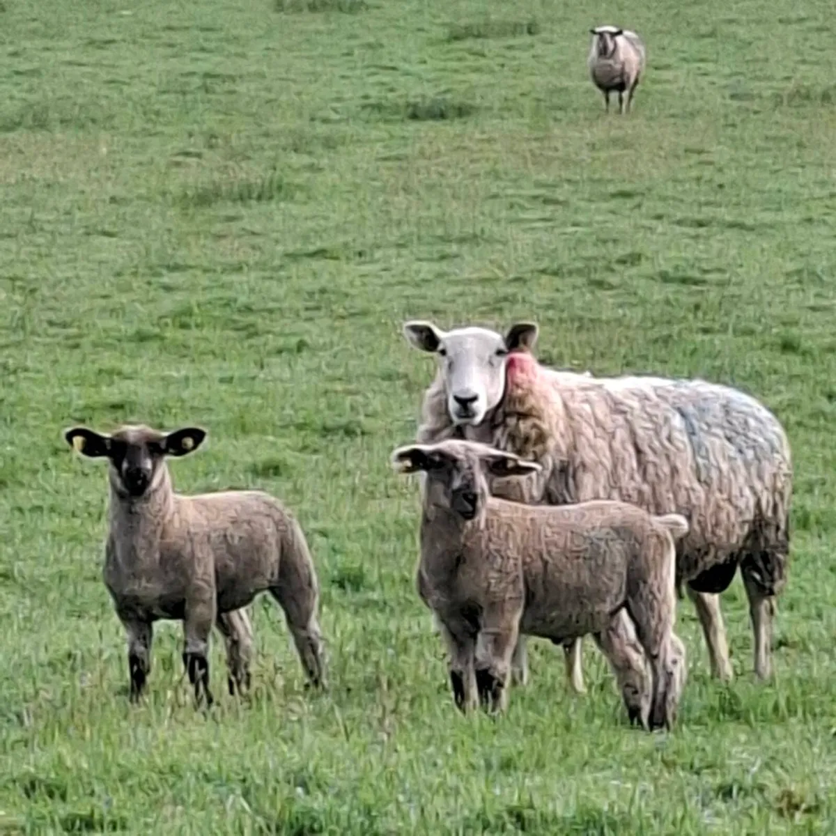 Ewes and Lambs - Image 1