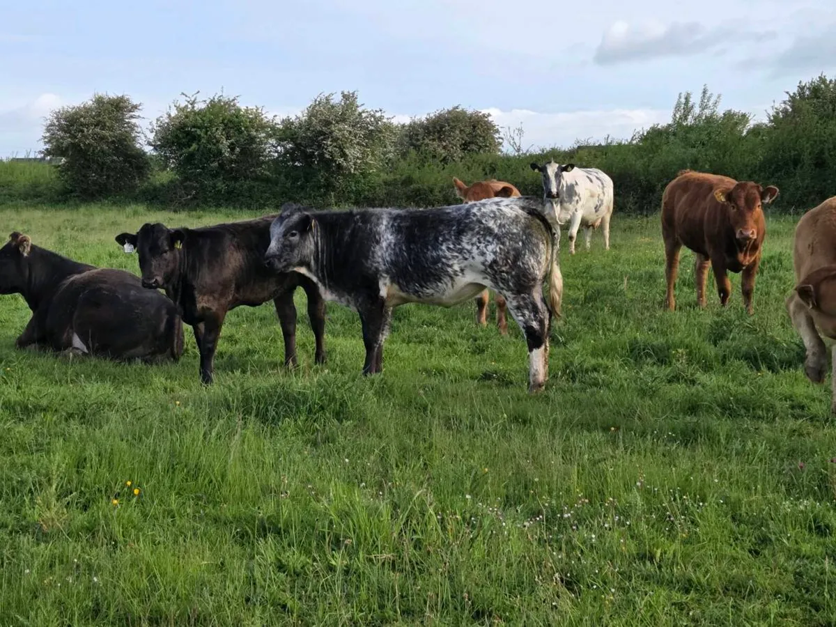 Organic Breeding Heifers - Image 1