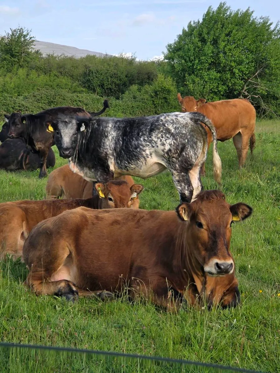 Organic Breeding Heifers - Image 2