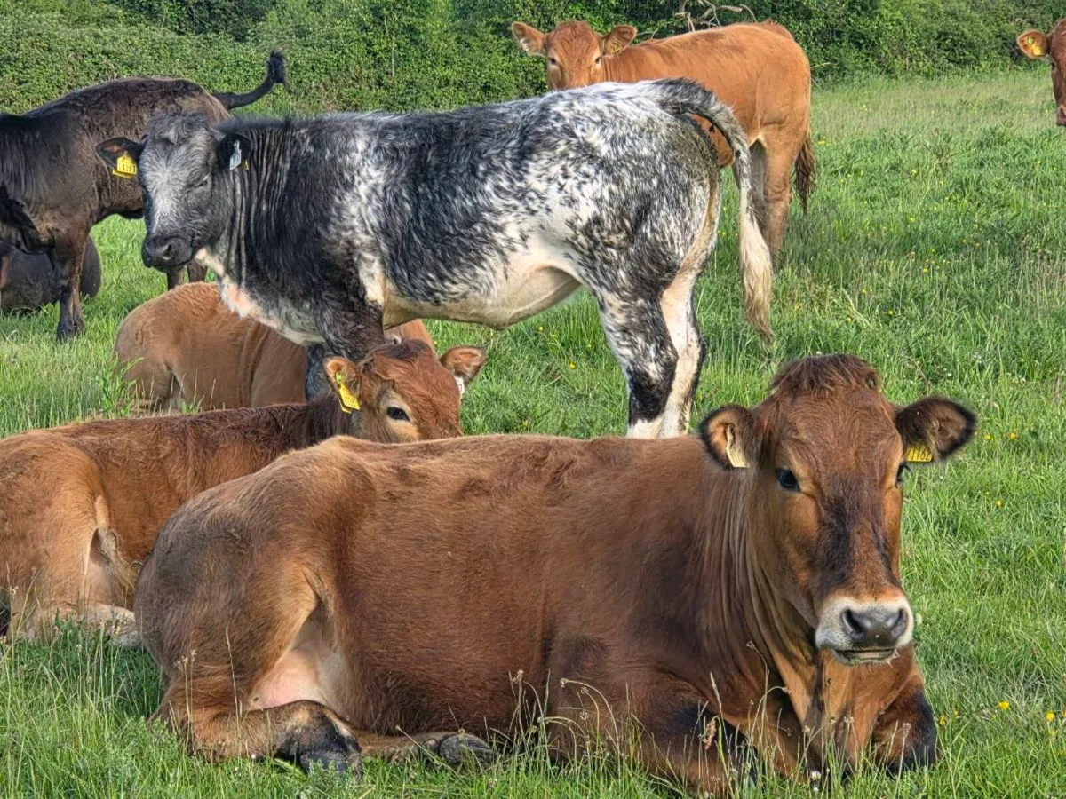 Organic Breeding Heifers - Image 3