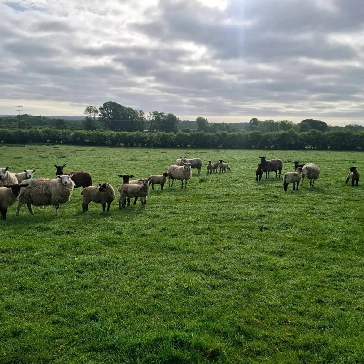 Ewes and Lambs - Image 2