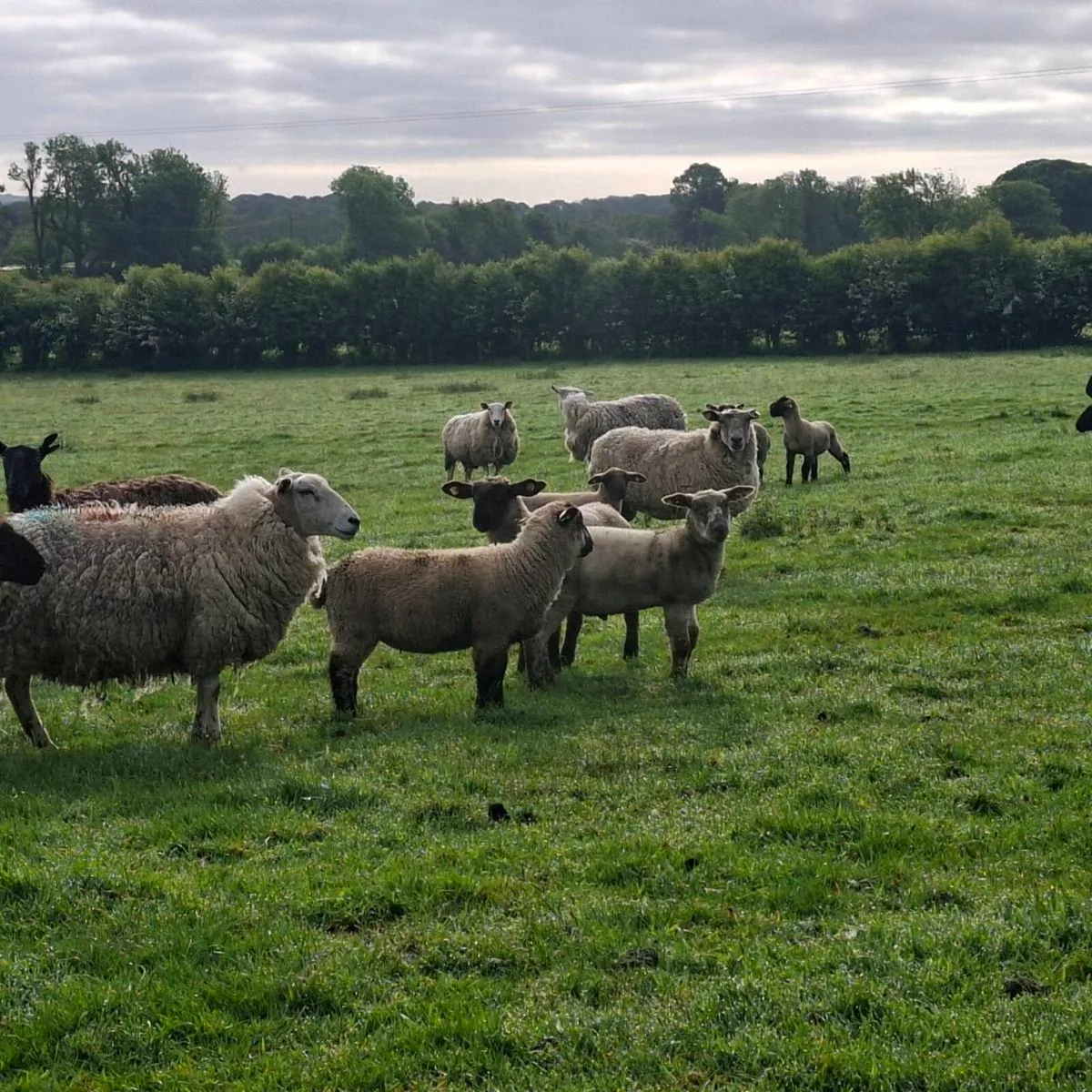 Ewes and Lambs - Image 3