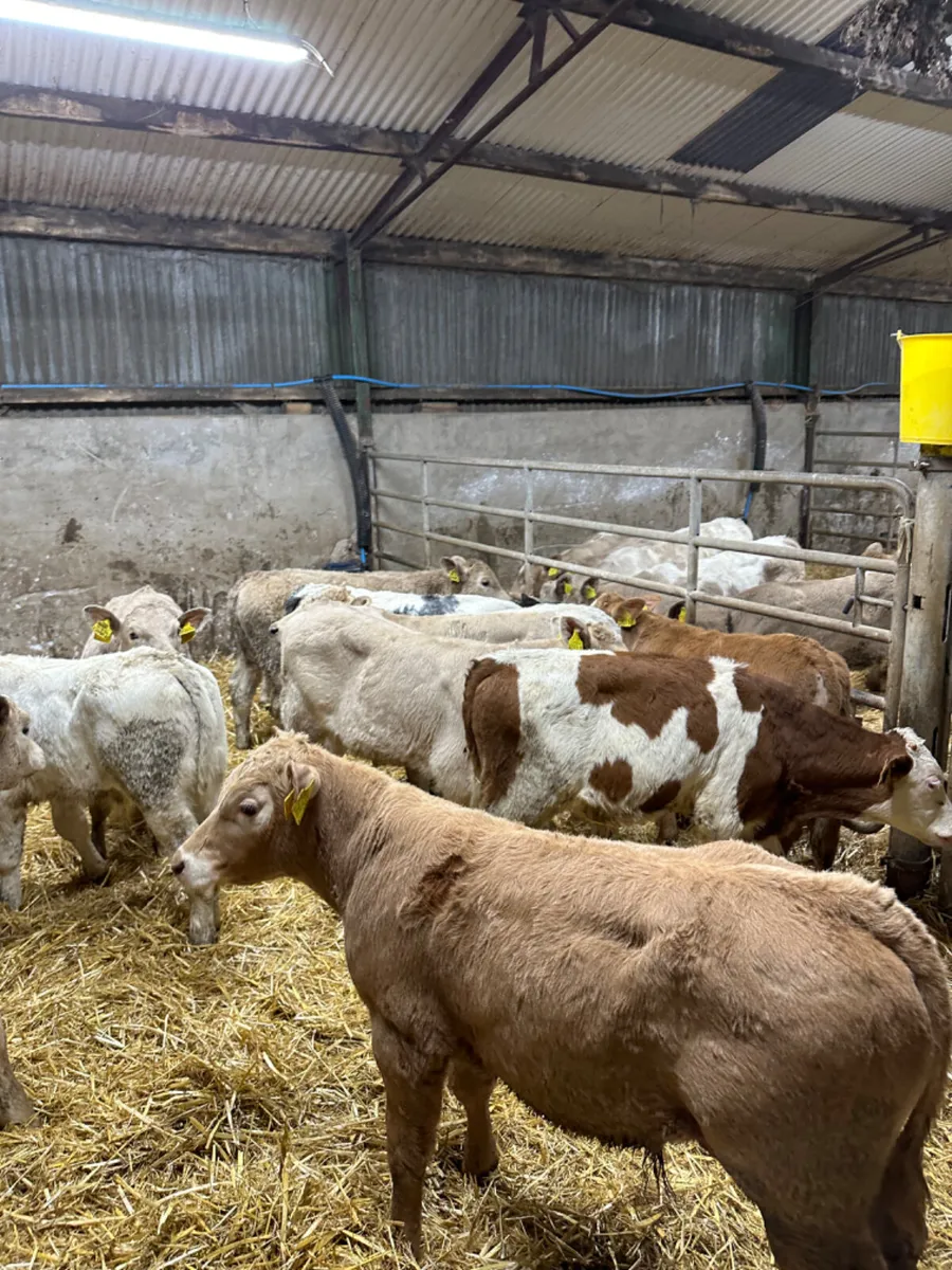 Charolais blue and Simmental bulls - Image 4
