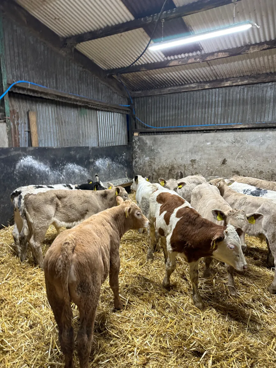 Charolais blue and Simmental bulls - Image 3
