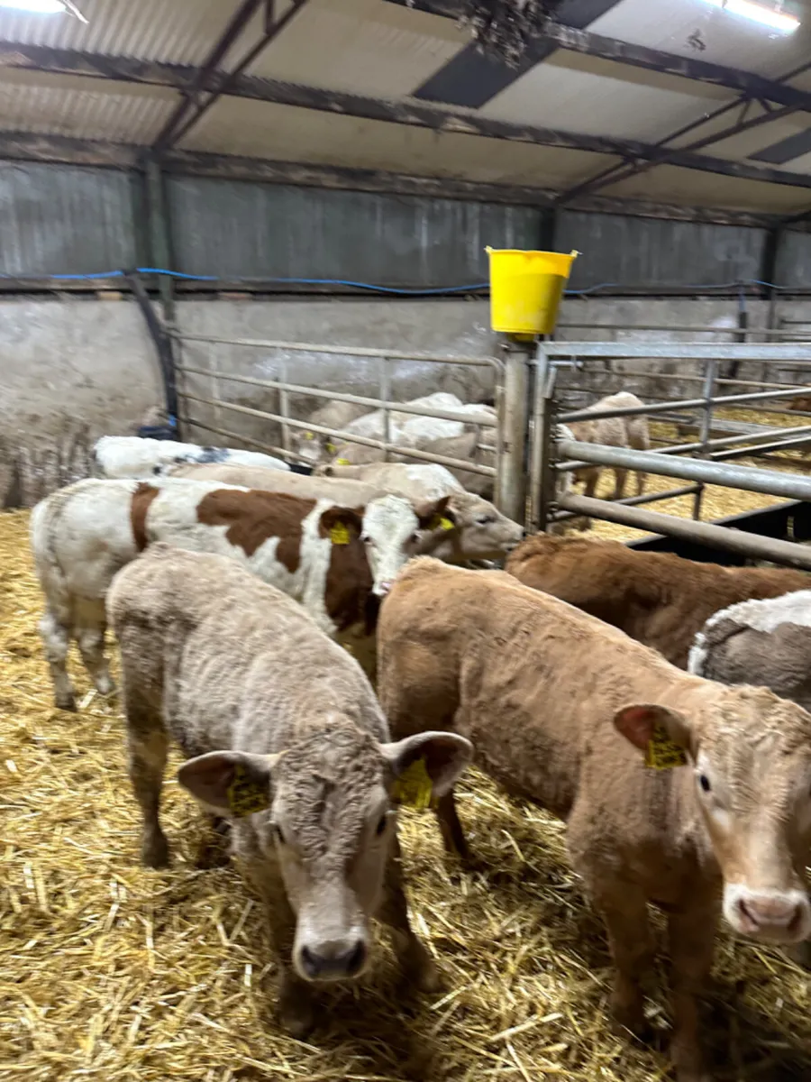 Charolais blue and Simmental bulls - Image 2