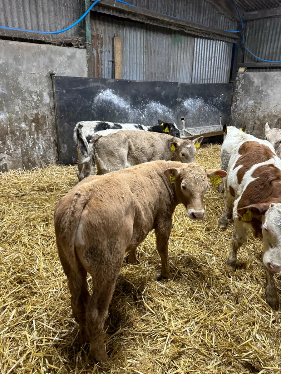 Charolais blue and Simmental bulls - Image 1