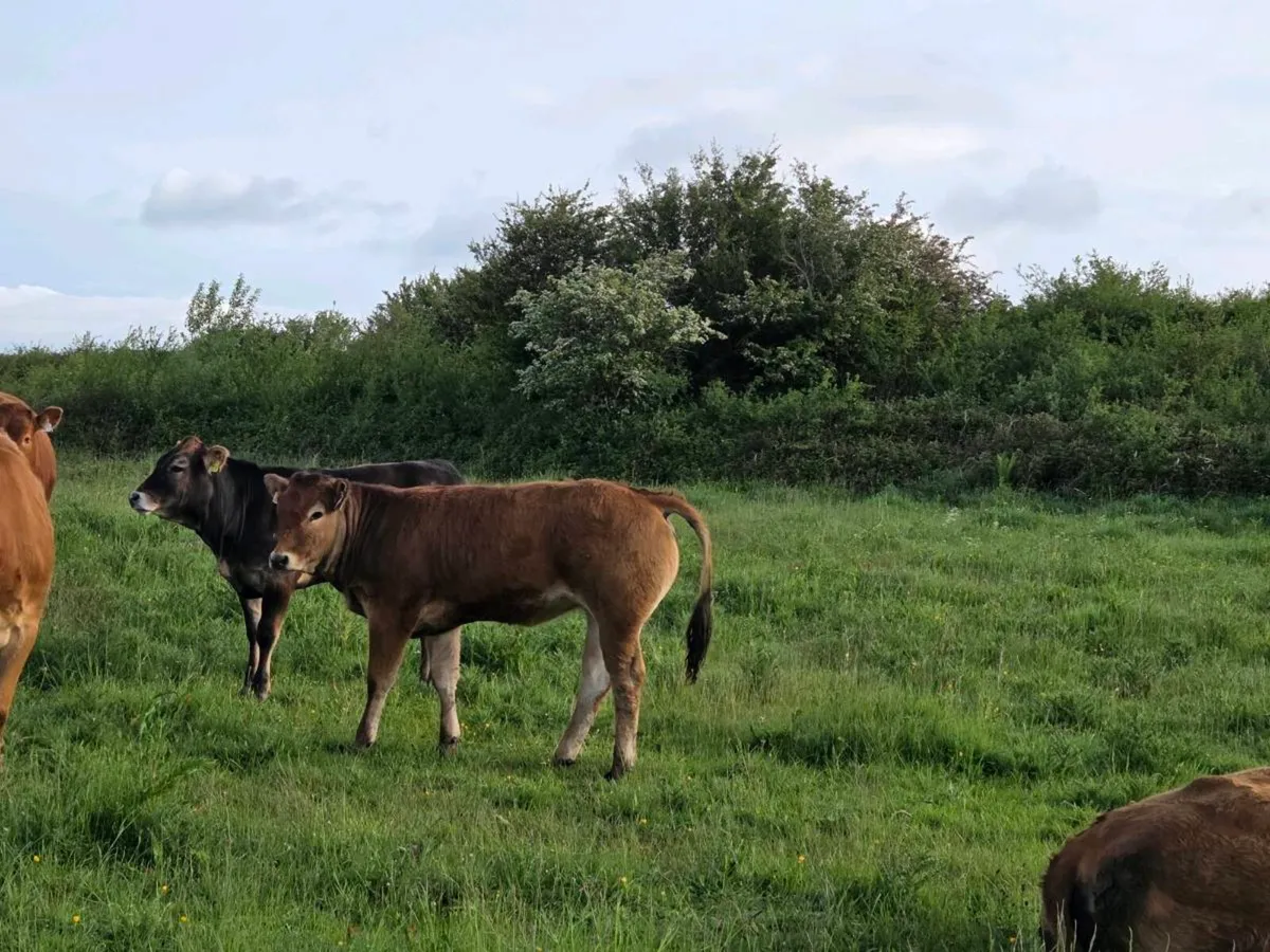 Organic Breeding Heifers - Image 4