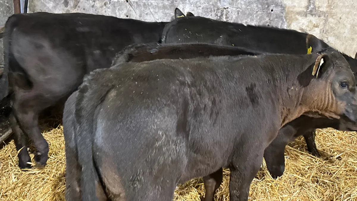 4 Super R Grade Angus Bulls - Image 2