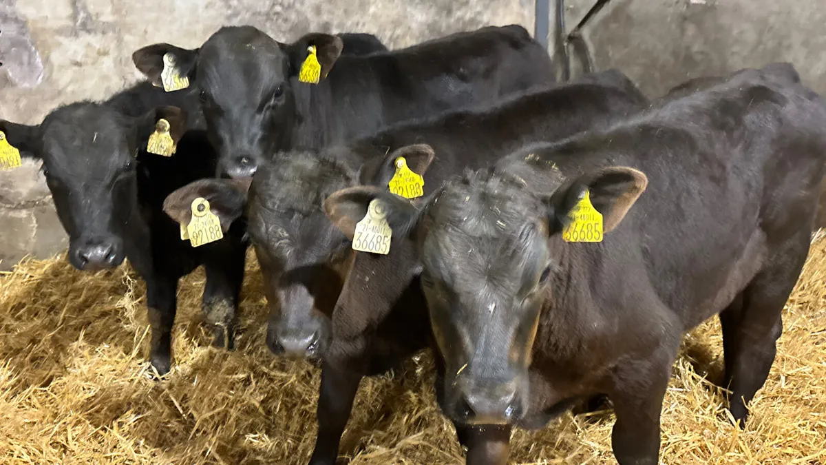 4 Super R Grade Angus Bulls - Image 1