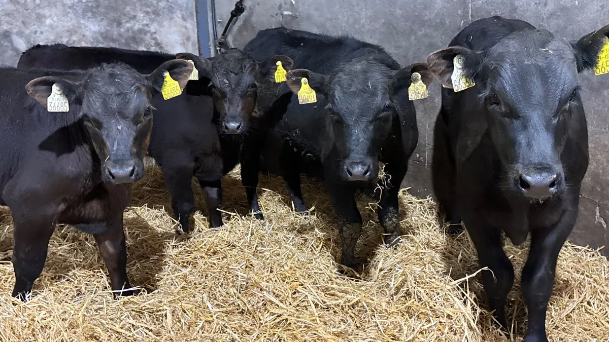 4 Super R Grade Angus Bulls - Image 3