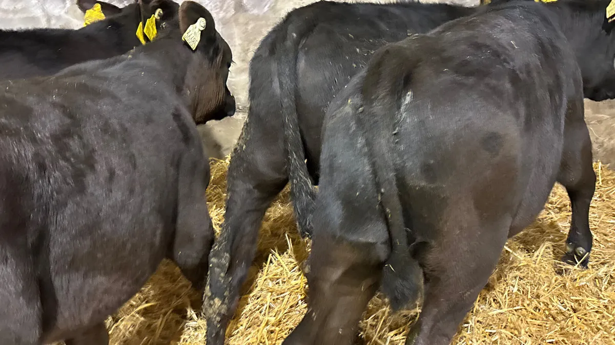 4 Super R Grade Angus Bulls - Image 4