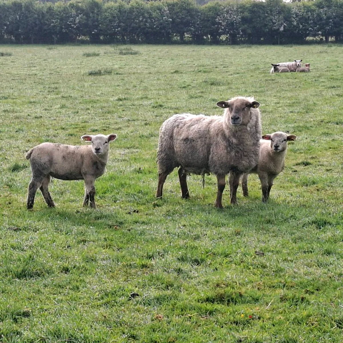 Ewes and Lambs - Image 4