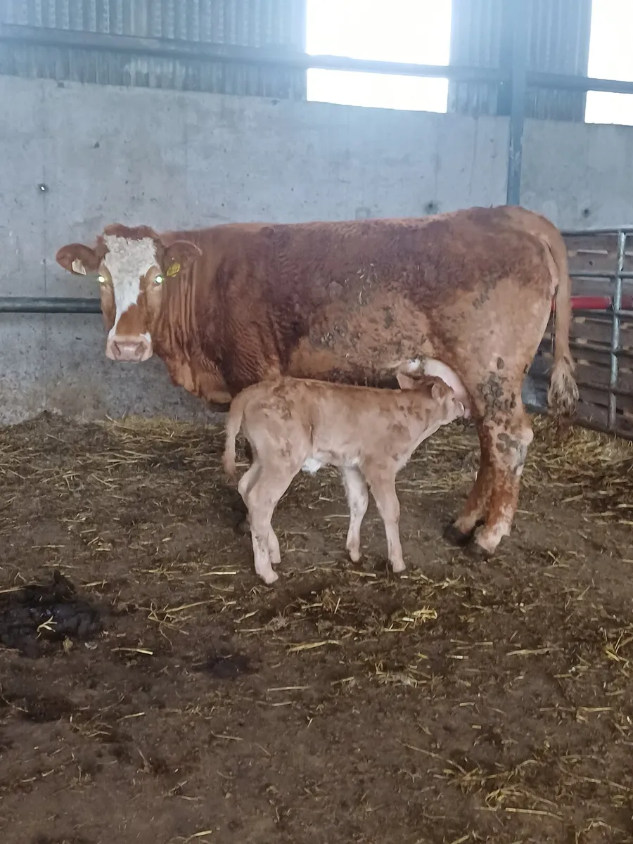 Heifer & calf - Image 2