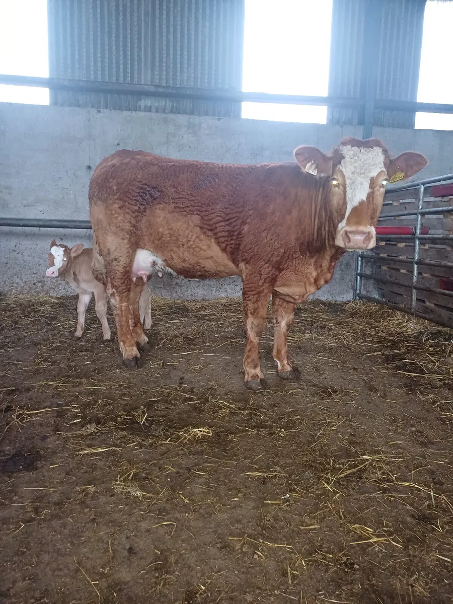 Heifer & calf - Image 3