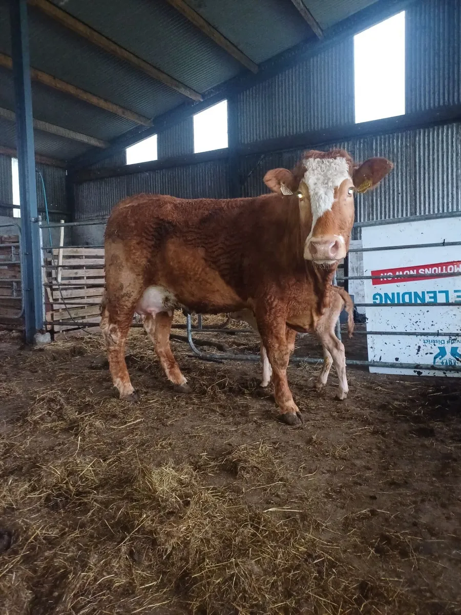 Heifer & calf - Image 1