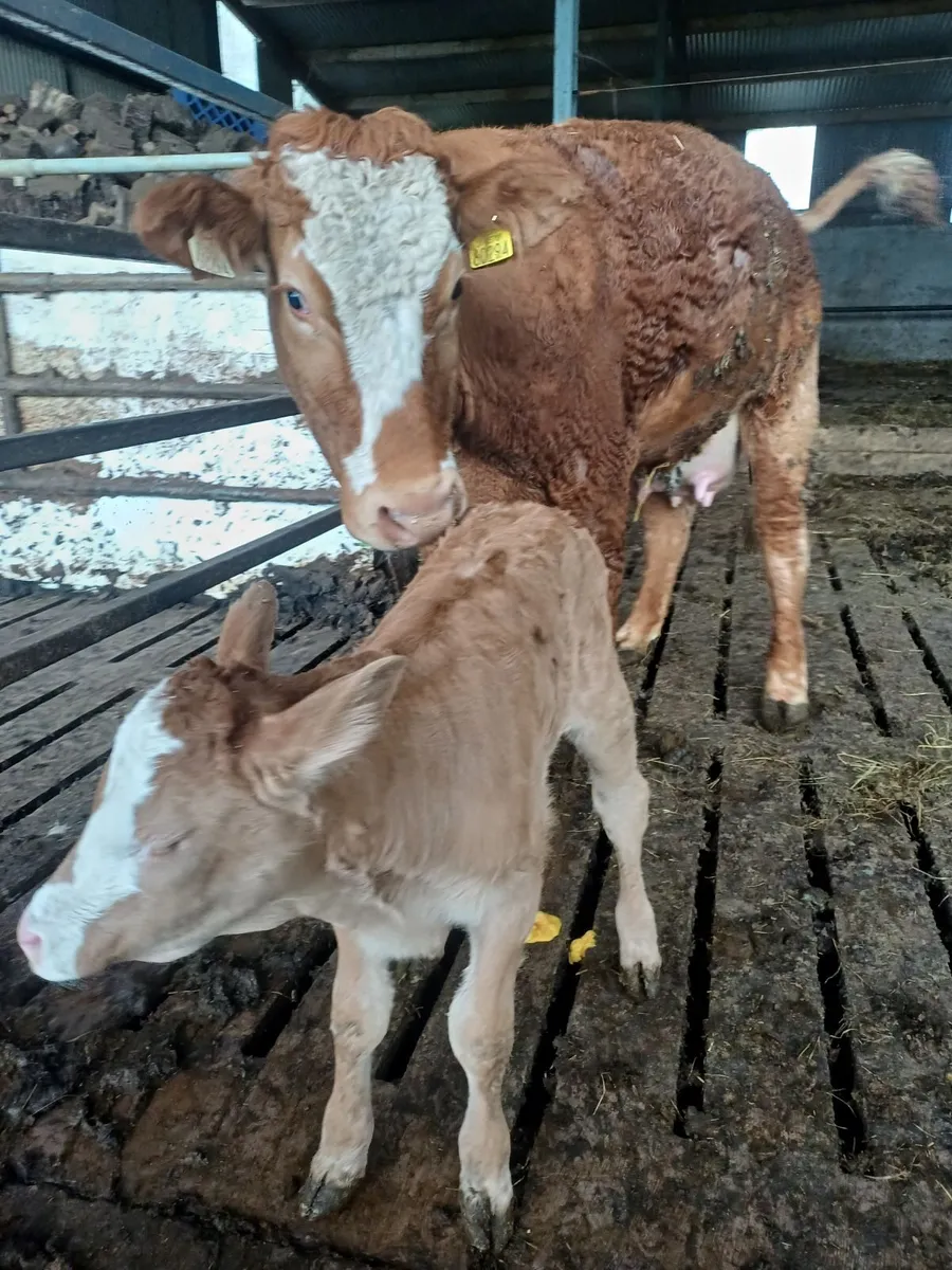Heifer & calf - Image 4