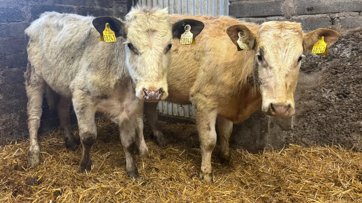 2 Charolaois Heifer Weanlings - Image 3
