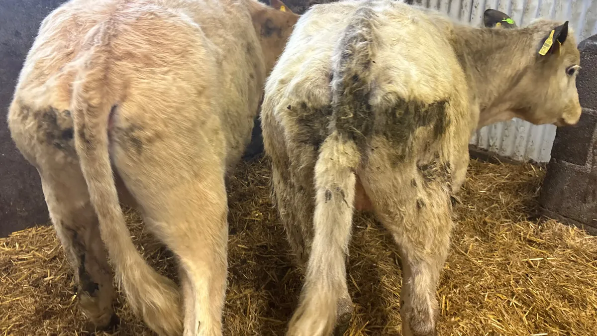 2 Charolaois Heifer Weanlings - Image 2