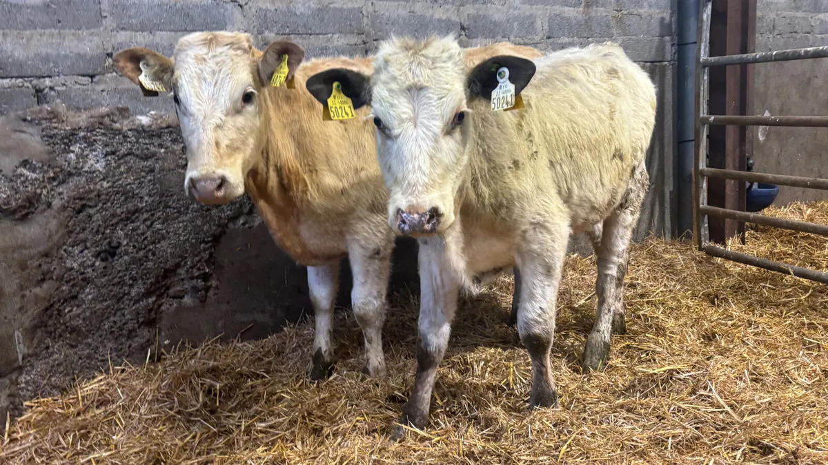 2 Charolaois Heifer Weanlings - Image 4