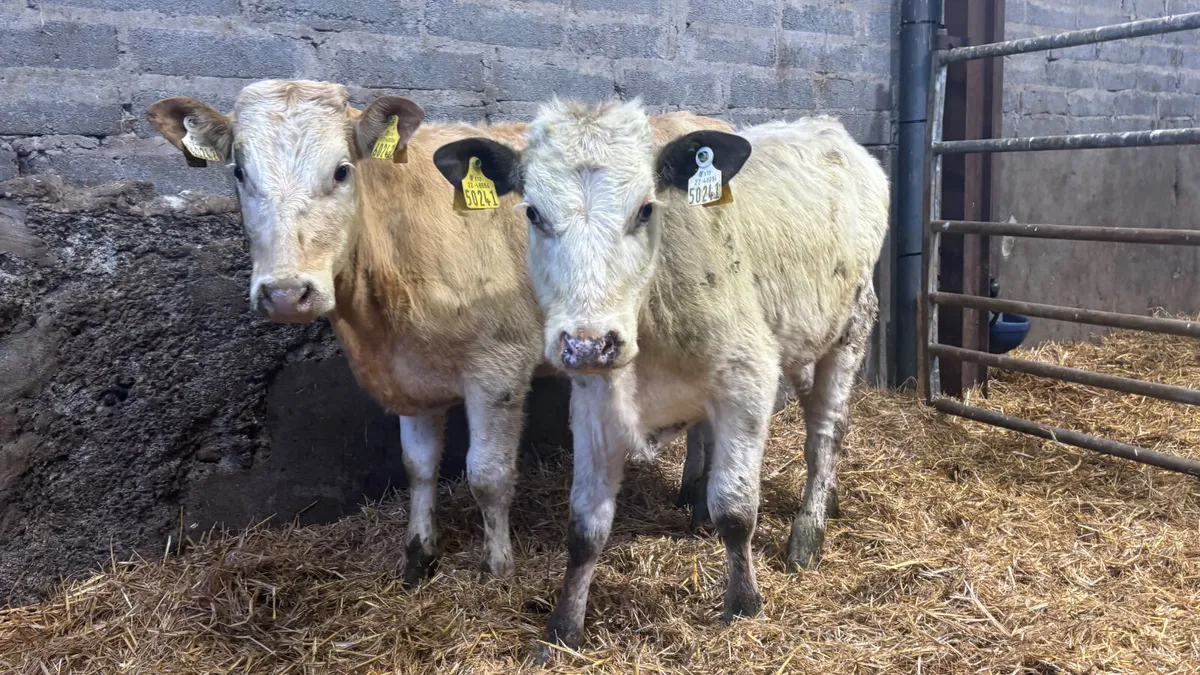 2 Charolaois Heifer Weanlings - Image 1