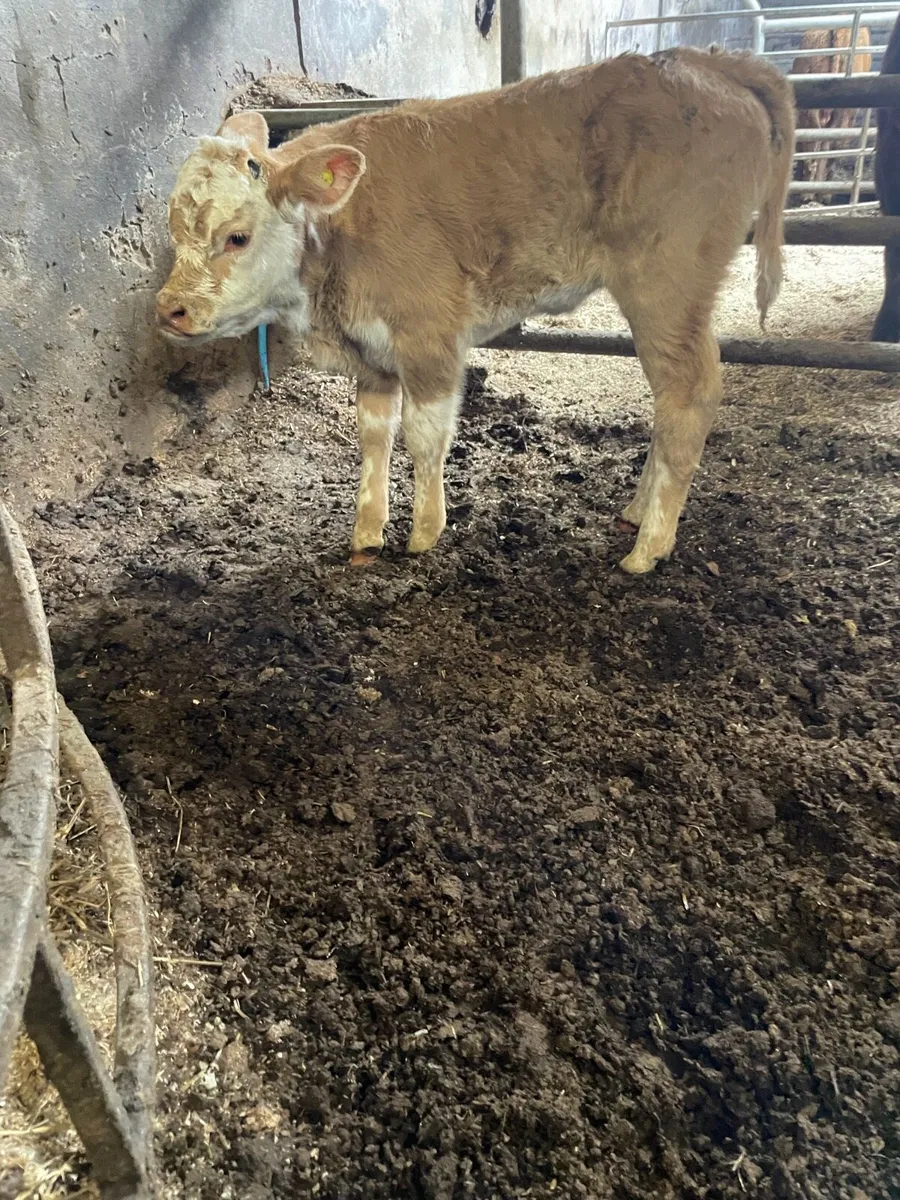 Beef calf - Image 3