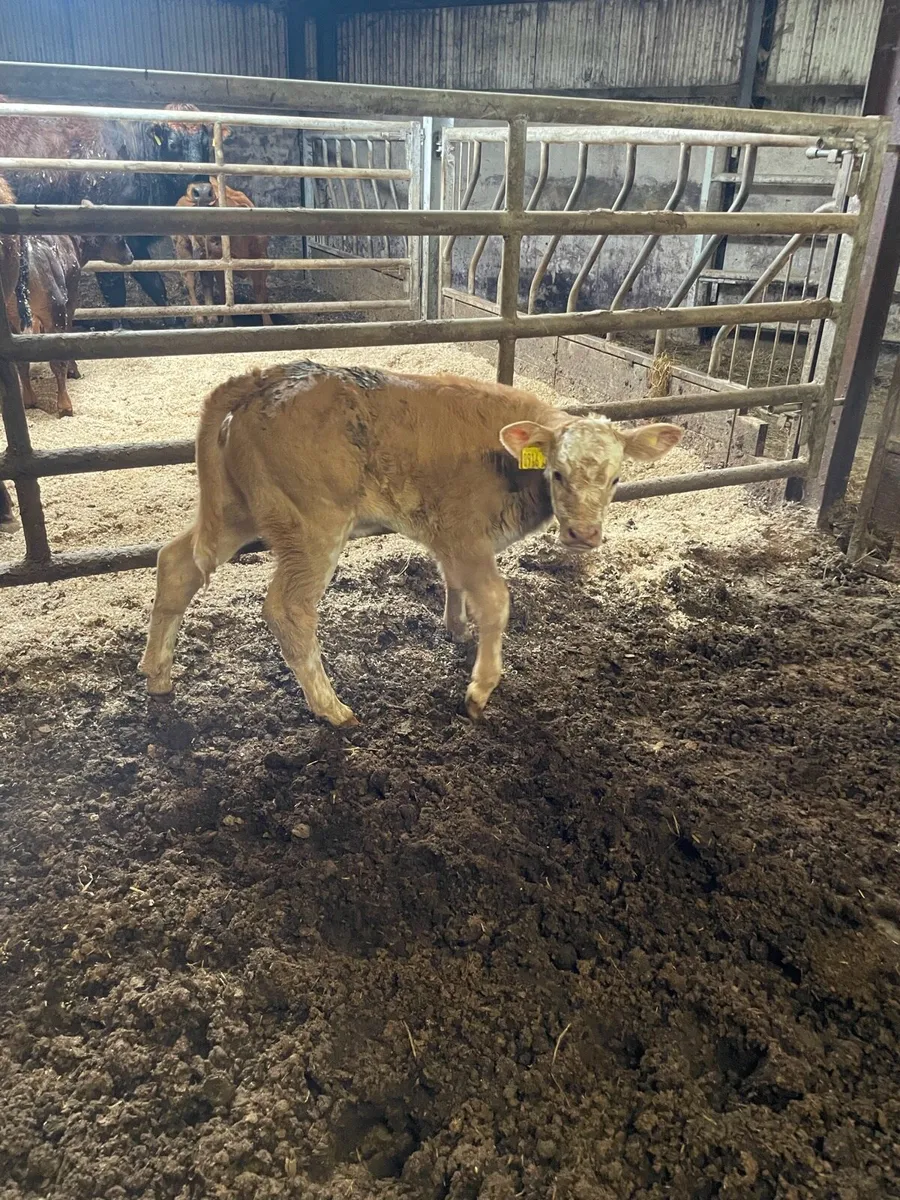 Beef calf - Image 4
