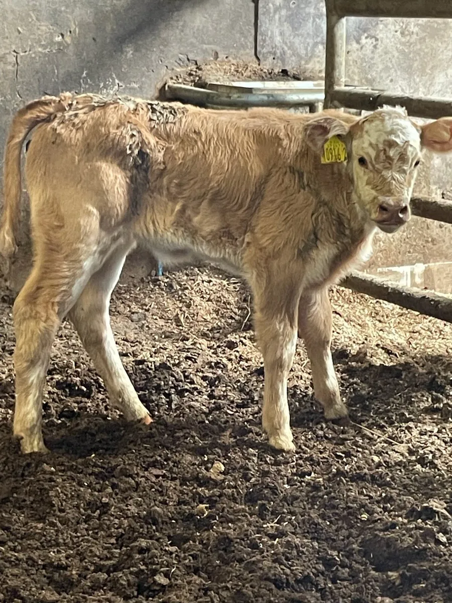 Beef calf - Image 1