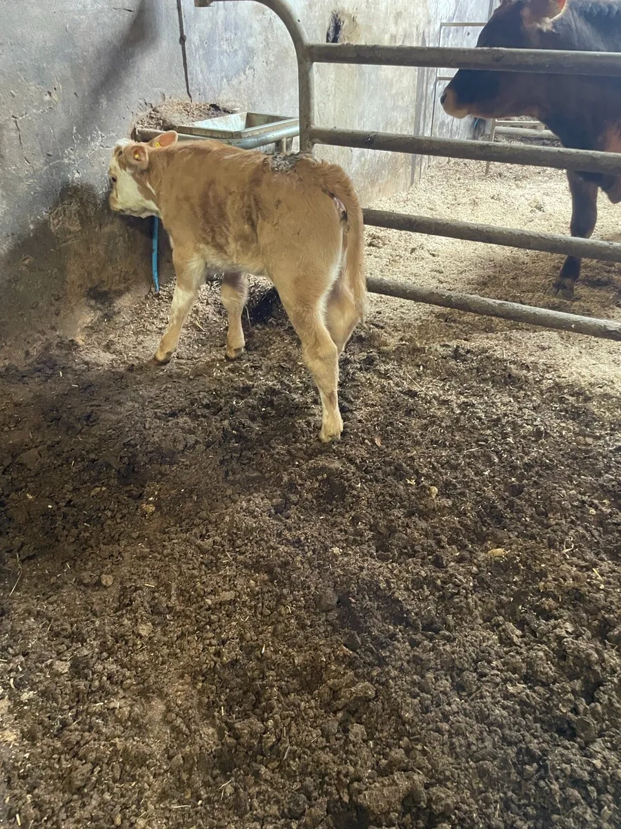 Beef calf - Image 2