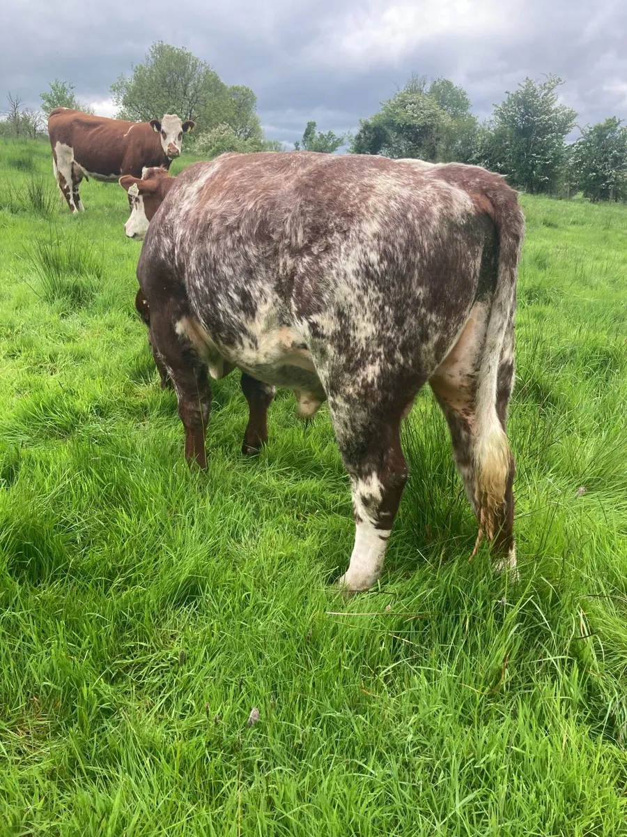 Organic SH stock bull drumshanbo sat - Image 4