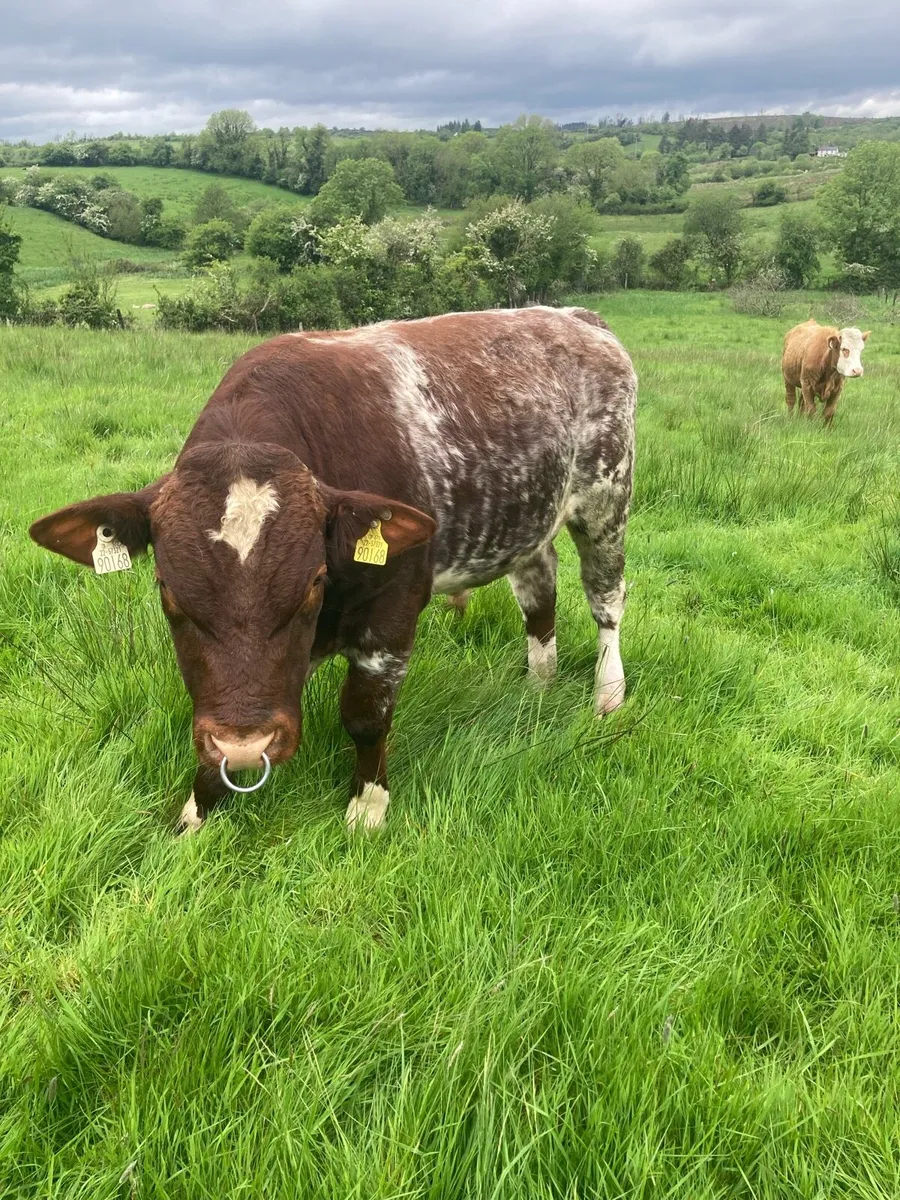 Organic SH stock bull drumshanbo sat - Image 1