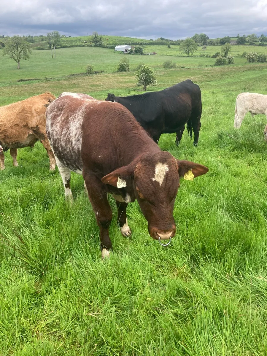 Organic SH stock bull drumshanbo sat - Image 2
