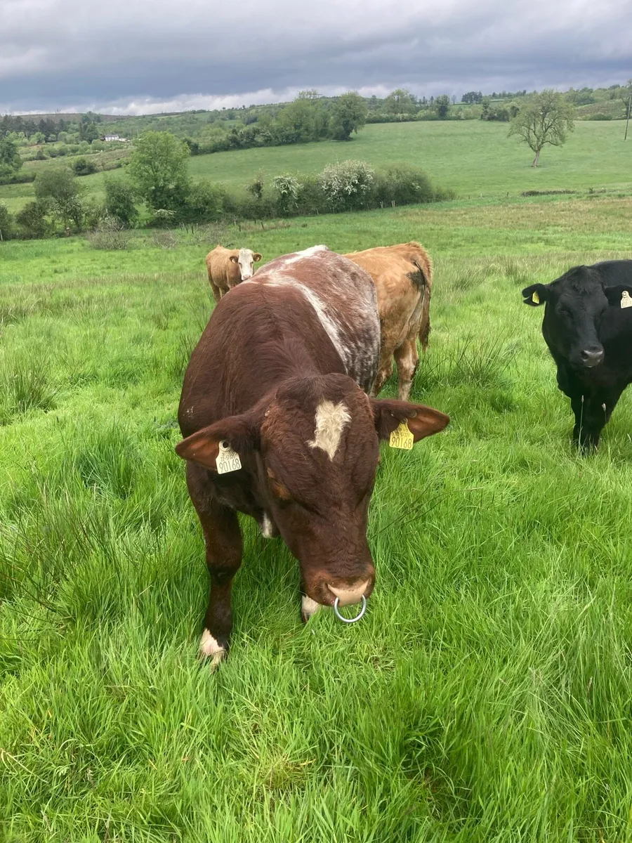 Organic SH stock bull drumshanbo sat - Image 3