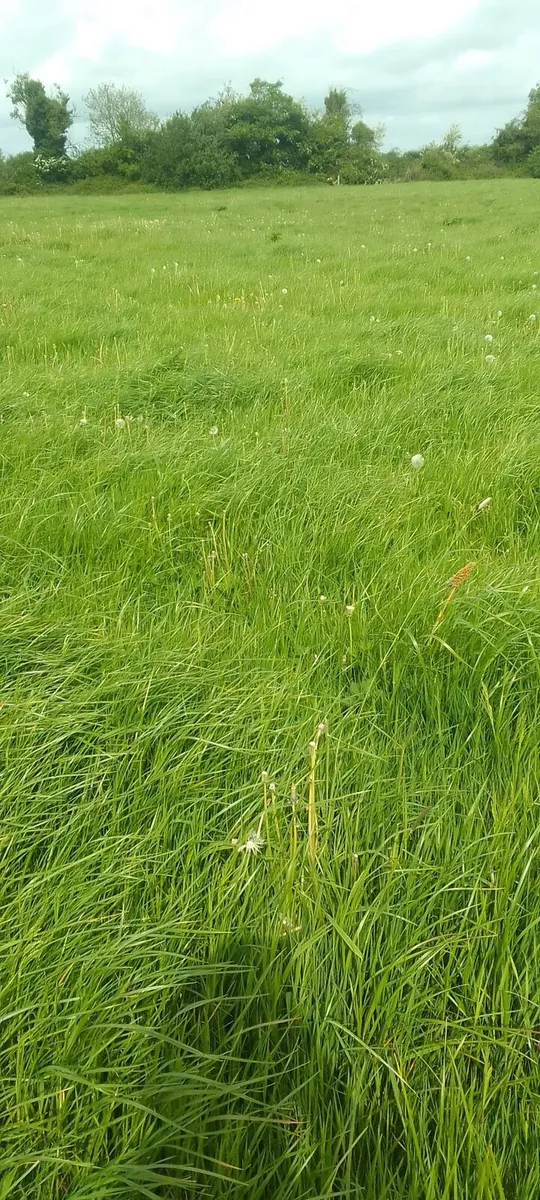 Meadow for sale - Image 1